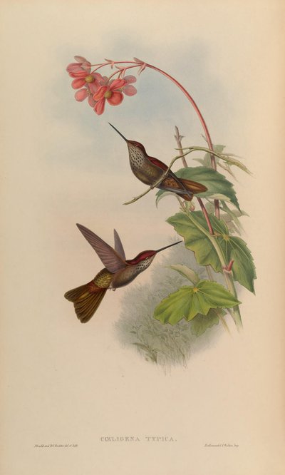 Coeligena typica = Coeligena coeligena by John Gould